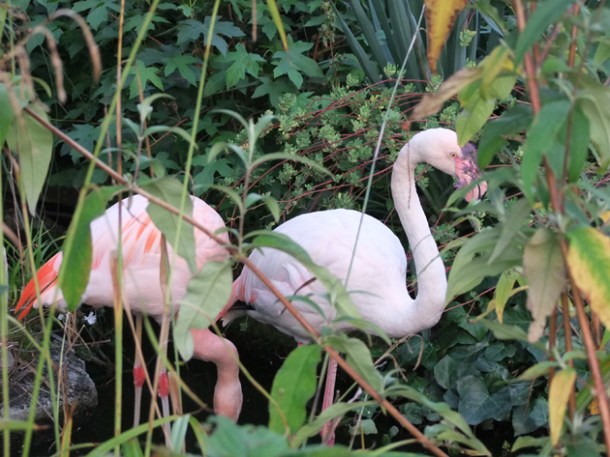 flamingoes at babylon roof gardens