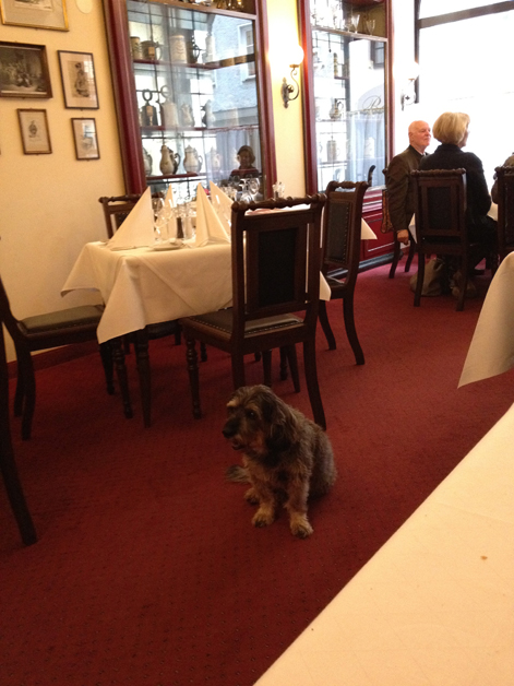 the dog at Boettners the dog at boettners