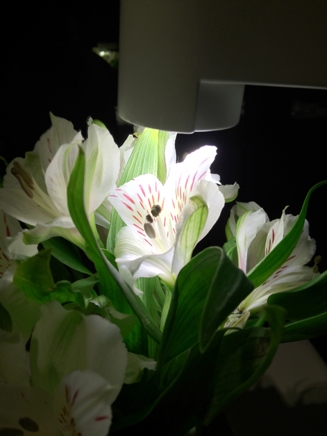 table flowers at Moments Barcelona table flowers at moments mandarin oriental hotel barcelona