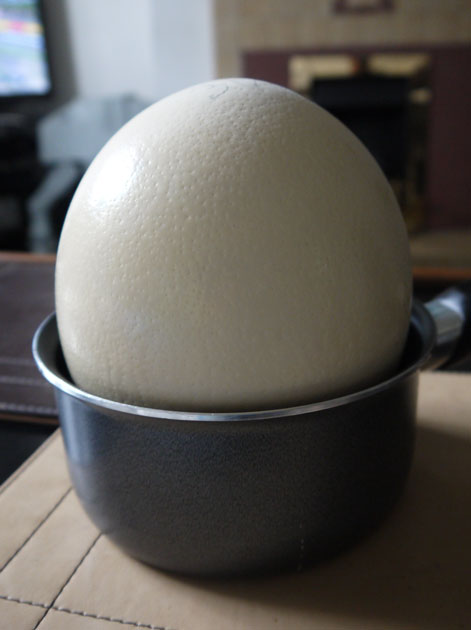 ostrich-egg-in-a-saucepan