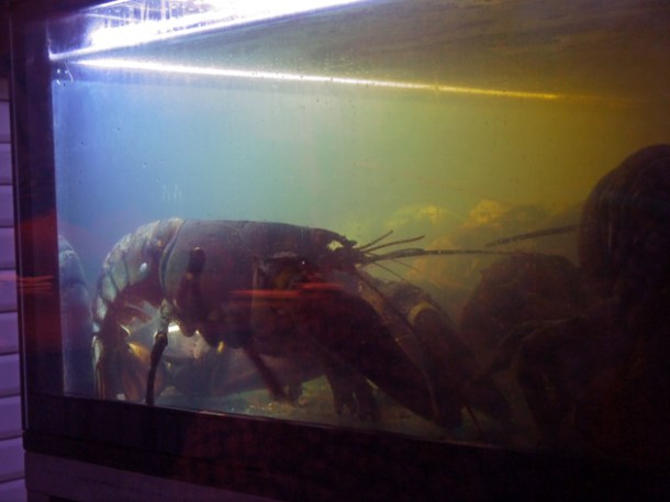lobster tank at burger and lobster soho