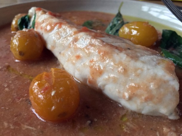 gurnard at bright
